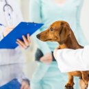 도곡동행동물병원 이미지