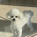 차차펫살롱 이미지