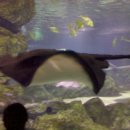 서울아쿠아룸 이미지