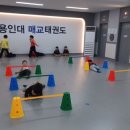 용인대 대한 태권도장 이미지