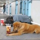 복이 이미지
