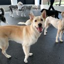 네버슬립독 이미지