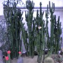 봉의초등학교 이미지