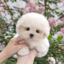 연이 메디칼 | 대구강아지분양 사랑을 알려준 동반자