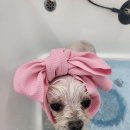 도톨그루밍 이미지