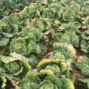 시온농약친환경자재 | &#39;유기농 절임배추&#39;로 건강과 맛, 둘 다 잡으세요 (구매처 선택 가이드 포함)