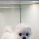 어울림 동물병원 이미지