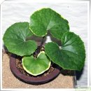 금환농원 이미지