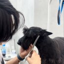 퍼피팸퍼 이미지