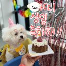 아띠랑유치원 | [강아지 유치원 아띠 생일파티] 천안/아산 애견유치원 애견호텔 안녕똑독아