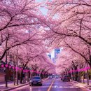 (주)바디프랜드 부산개금 | 부산 개금 벚꽃길 리얼 후기! 한적한 벚꽃 명소 찾는다면 여기