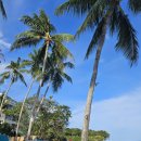 인구 리조트 | 보홀 5성급 가성비 리조트 추천 알로나비치 헤난 리조트 내돈내산 후기