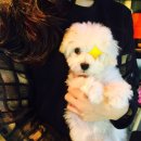 아이러브독 서초점 이미지