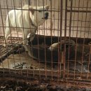 사체농장 이미지