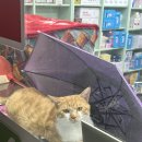 임영약국 이미지