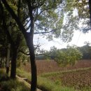 금조상사 이미지