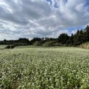 동광리-5 이미지