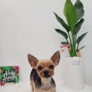 그루밍 하와이 이미지