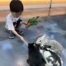 문래빗농장 | 아이들이 좋아하는 동물카페_ 안산 문래빗🐰