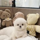 톰퍼피 강아지 분양 이미지