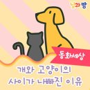 개와고양이 이미지