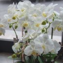 아마빌리스 이미지