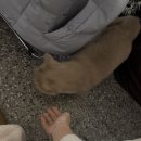 디어모니
