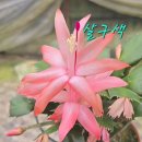 홍충반 , 살구색 게발선인장 이미지