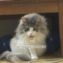 살랑 그루밍 이미지