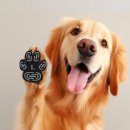 강아지발바닥 | 강아지미끄럼방지스티커 후기! 발바닥 보호 + 미끄럼 방지까지 확실