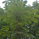 해밀예당2로 이미지