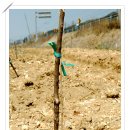 은행나무 농장 이미지