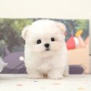 순창애견용품 이미지