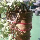 에스라인 이미지