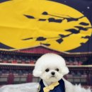 금촌애견 이미지