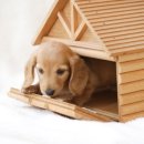 예쁜강아지 이미지