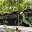 고려농장 | 울산 딸기농장 체험, 두돌 아기와 나리베리 방문 후기