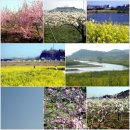 [나주/무안] 나주 영산강-홍어축제,유채꽃축제 이미지
