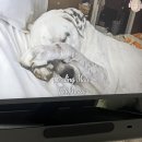 리버동물의료센터 이미지