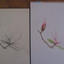 보태니컬아트(색연필화) 이미지