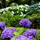 카멜리아힐 이미지