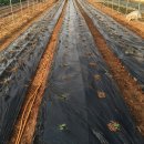 골든슈퍼 이미지