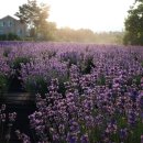 임이랑 농장 이미지