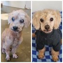 이플동물병원 | 강아지 백내장, 부산 구조견 아이의 눈부신 치료 후기🐾✨