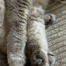 고양이 발바닥 이미지