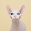 293사진관 이미지