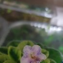 도도버드 이미지