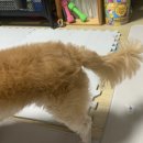 펫트리멍 이미지