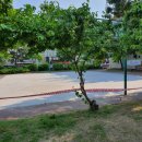 개나리공원 농구장 이미지