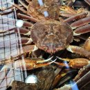 3월12일.냉大문어,갑오징어,활붕장어,절단꽃게,암꽃게,킹크랩,박달대게,노가리,코다리,양미리,건삼치,아나고회,붕장어샤브,달마새우살 이미지